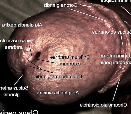 Anatomie génitale masculine